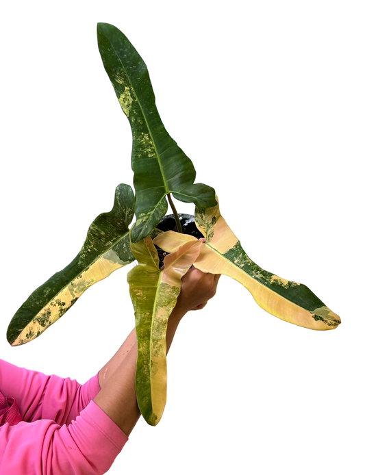Philodendron ‘Megan’ (Atabapoense × Black Billietiae)