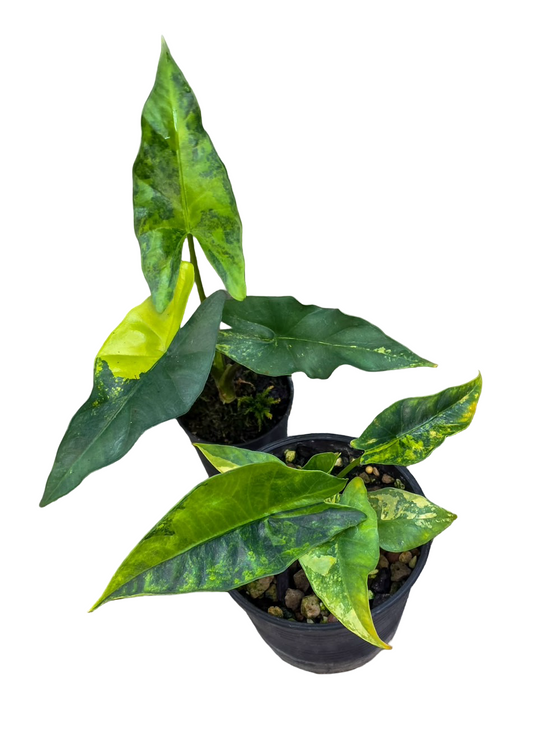 Alocasia Simpo Aurea Variegated