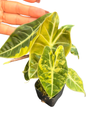 Alocasia Longiloba ‘Lowii Aurea Variegated’