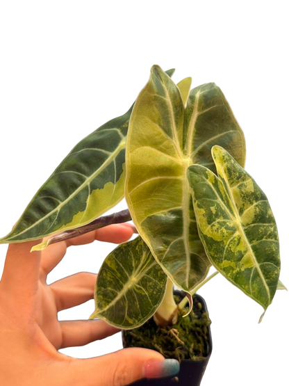 Alocasia Longiloba ‘Lowii Aurea Variegated’