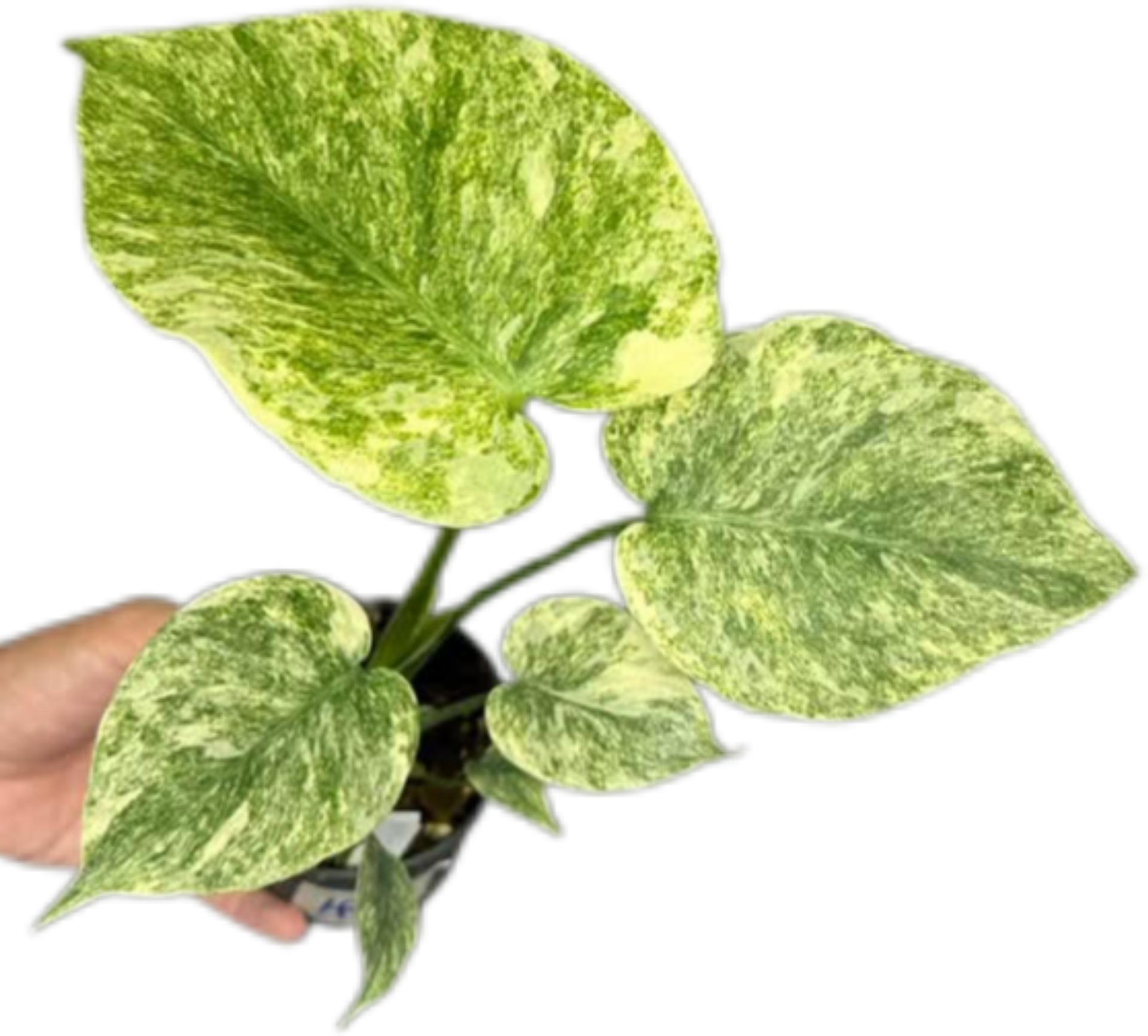 IMG-0975.png?v=1760102103&