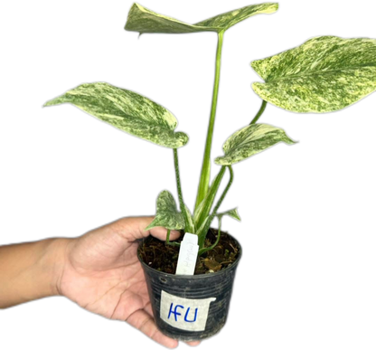 Monstera Deliciosa “Legacy”