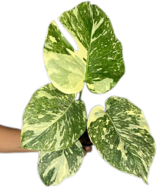 Monstera Deliciosa “White Snow”