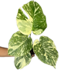 Monstera Deliciosa “White Snow”