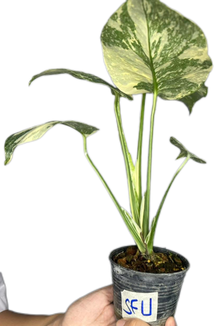 Monstera Deliciosa “White Snow”