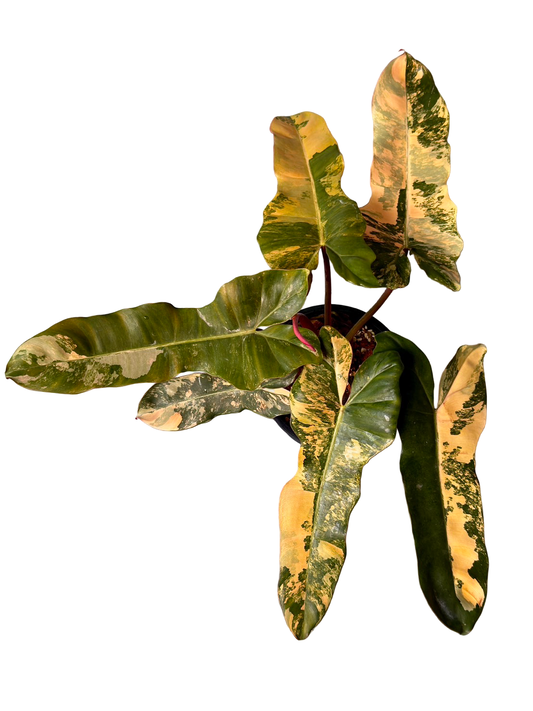Philodendron (Florida Beauty × Mayoi) × Black Billietiae (FBMY x BBT)