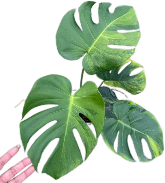 Monstera Deliciosa NoID – The Exact Plant You Will Receive
