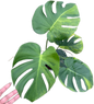 Monstera Deliciosa NoID – The Exact Plant You Will Receive