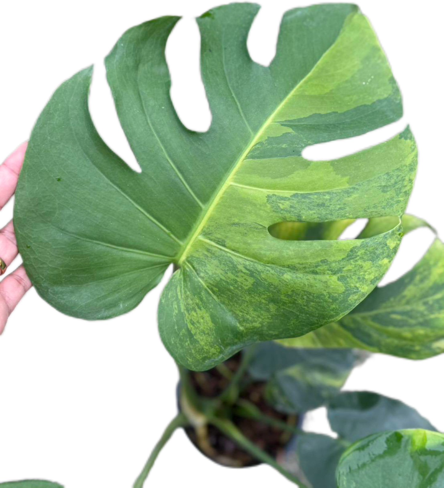 Monstera Deliciosa NoID – The Exact Plant You Will Receive