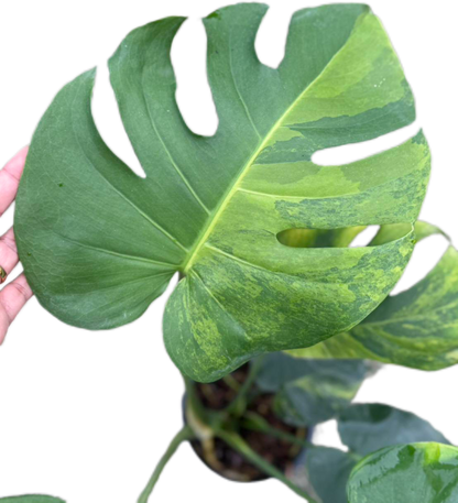 Monstera Deliciosa NoID – The Exact Plant You Will Receive