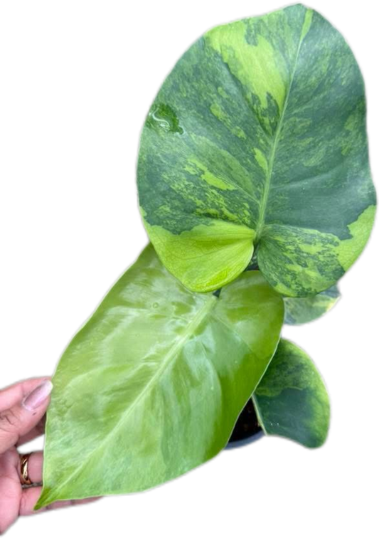 Monstera Deliciosa NoID – The Exact Plant You Will Receive