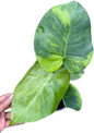 Monstera Deliciosa NoID – The Exact Plant You Will Receive