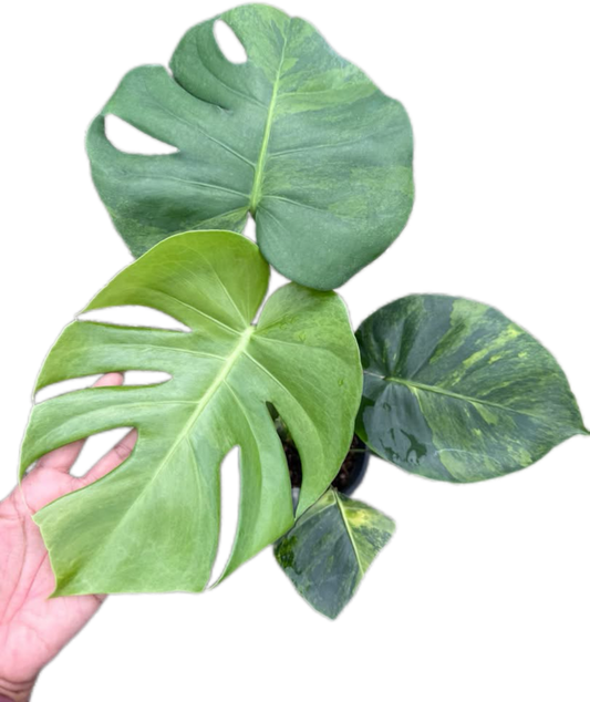 Monstera Deliciosa NoID – The Exact Plant You Will Receive