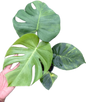 Monstera Deliciosa NoID – The Exact Plant You Will Receive
