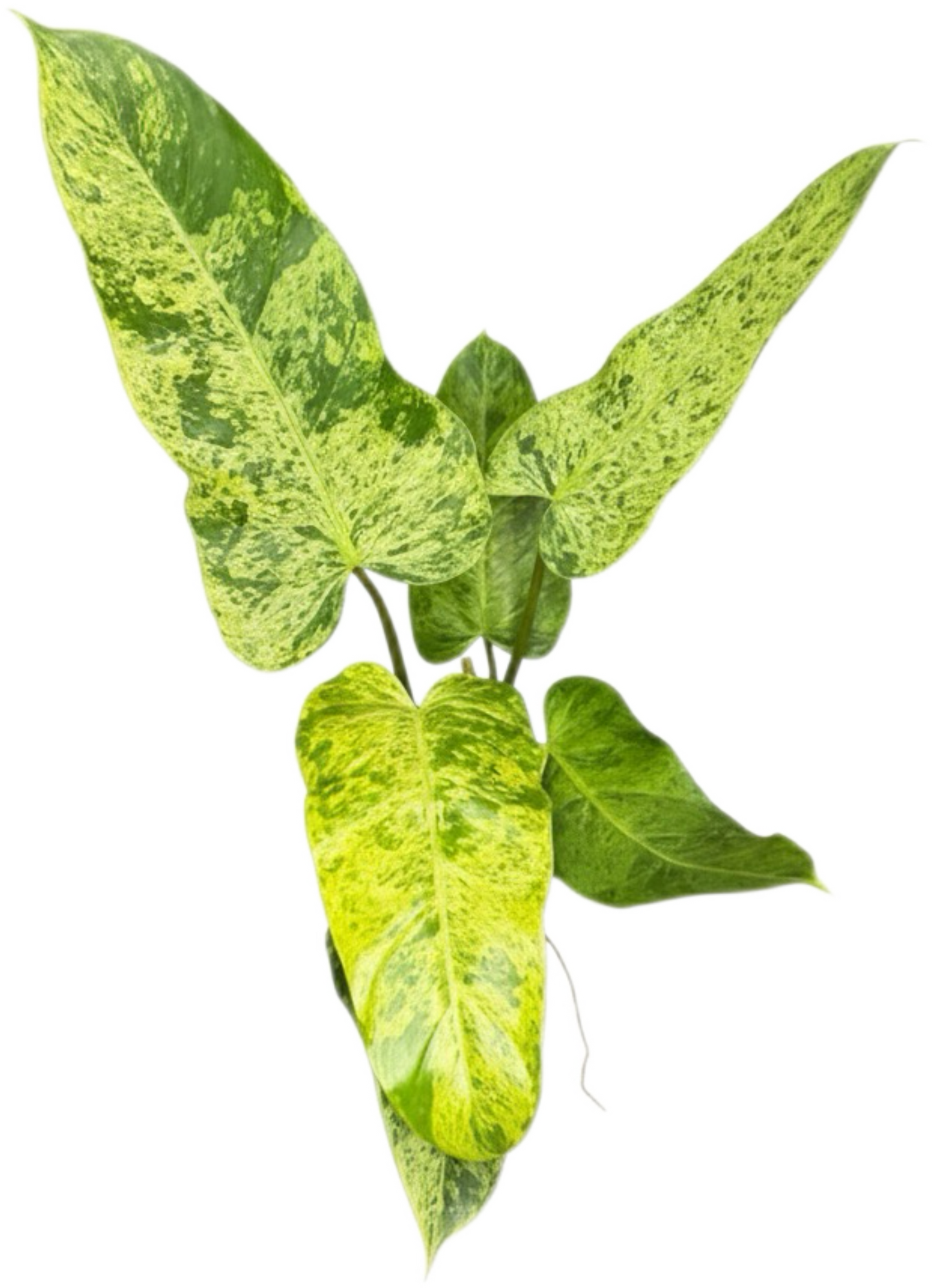 Philodendron Whipple Way Mint Variegated Set of 5 Plants