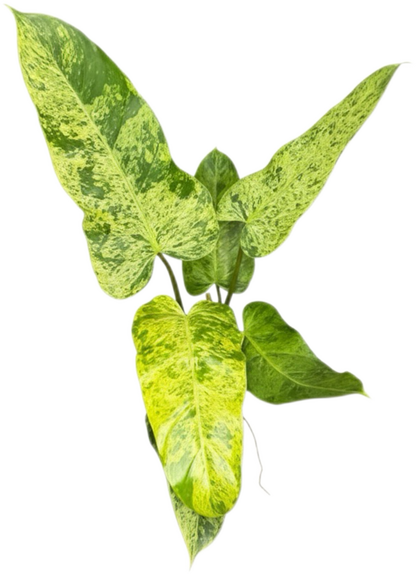 Philodendron Whipple Way Mint Variegated Set of 5 Plants