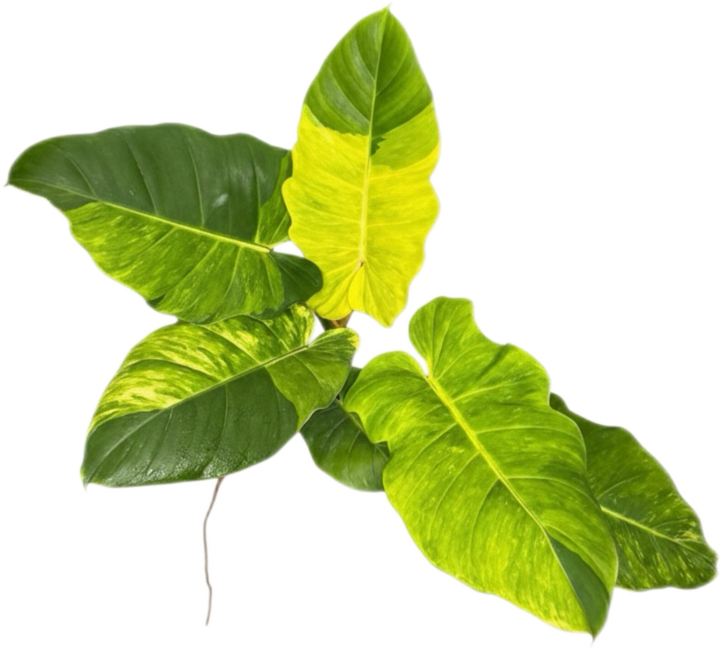 Philodendron Jungle Fever Variegated – Wholesale Set of 5 Plants