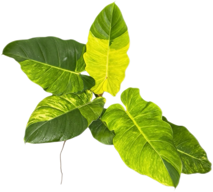 Philodendron Jungle Fever Variegated – Wholesale Set of 5 Plants