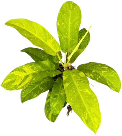 Philodendron Golden Goddess Variegated – Set of 5 Plants (Wholesale)