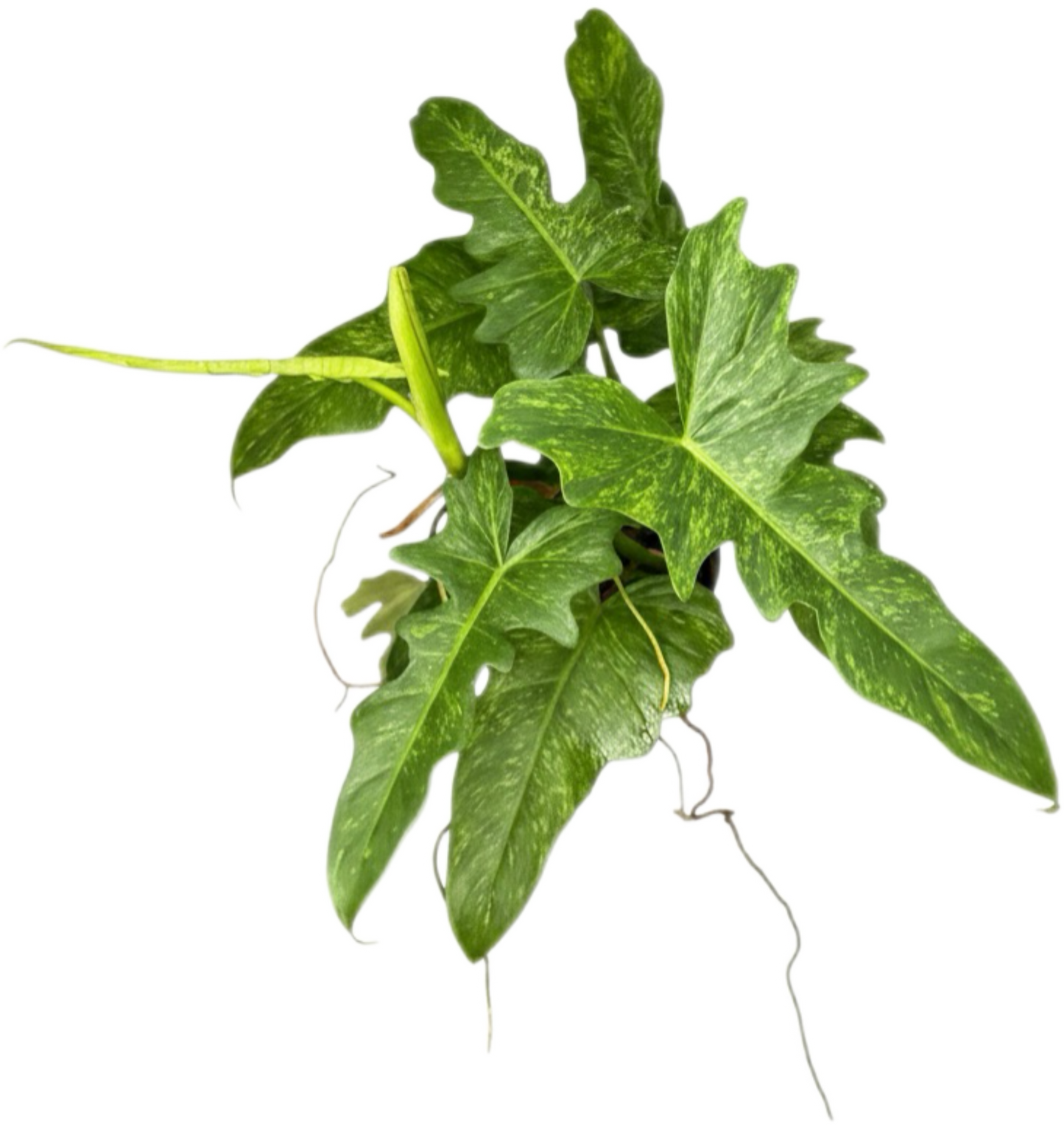 Philodendron Minarum “Lime Fiddle” – Wholesale Set of 10 Plants