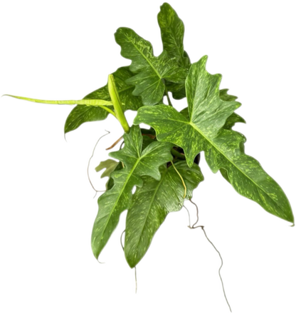 Philodendron Minarum “Lime Fiddle” – Wholesale Set of 10 Plants