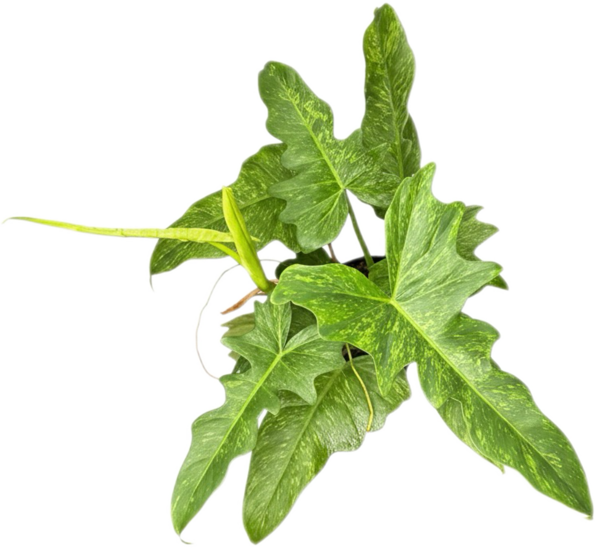 Philodendron Minarum “Lime Fiddle” – Wholesale Set of 10 Plants