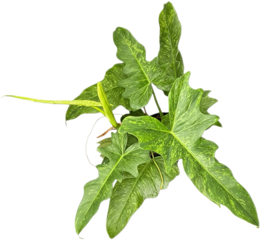 Philodendron Minarum “Lime Fiddle” – Wholesale Set of 10 Plants