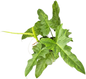 Philodendron Minarum “Lime Fiddle” – Wholesale Set of 10 Plants