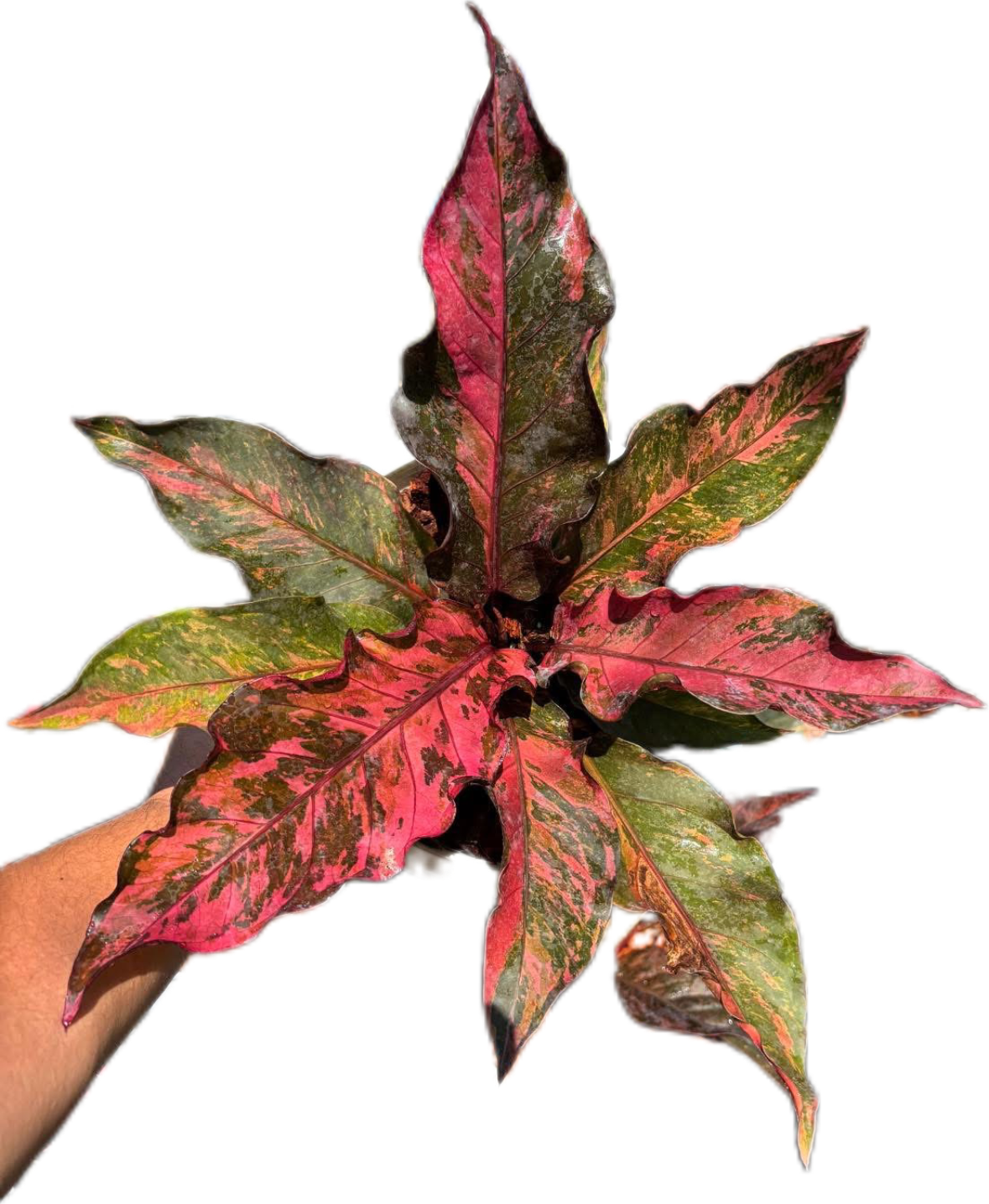 Anthurium Renaissance Variegated