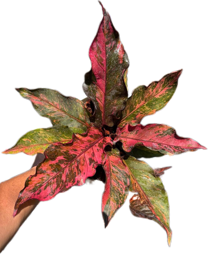 Anthurium Renaissance Variegated