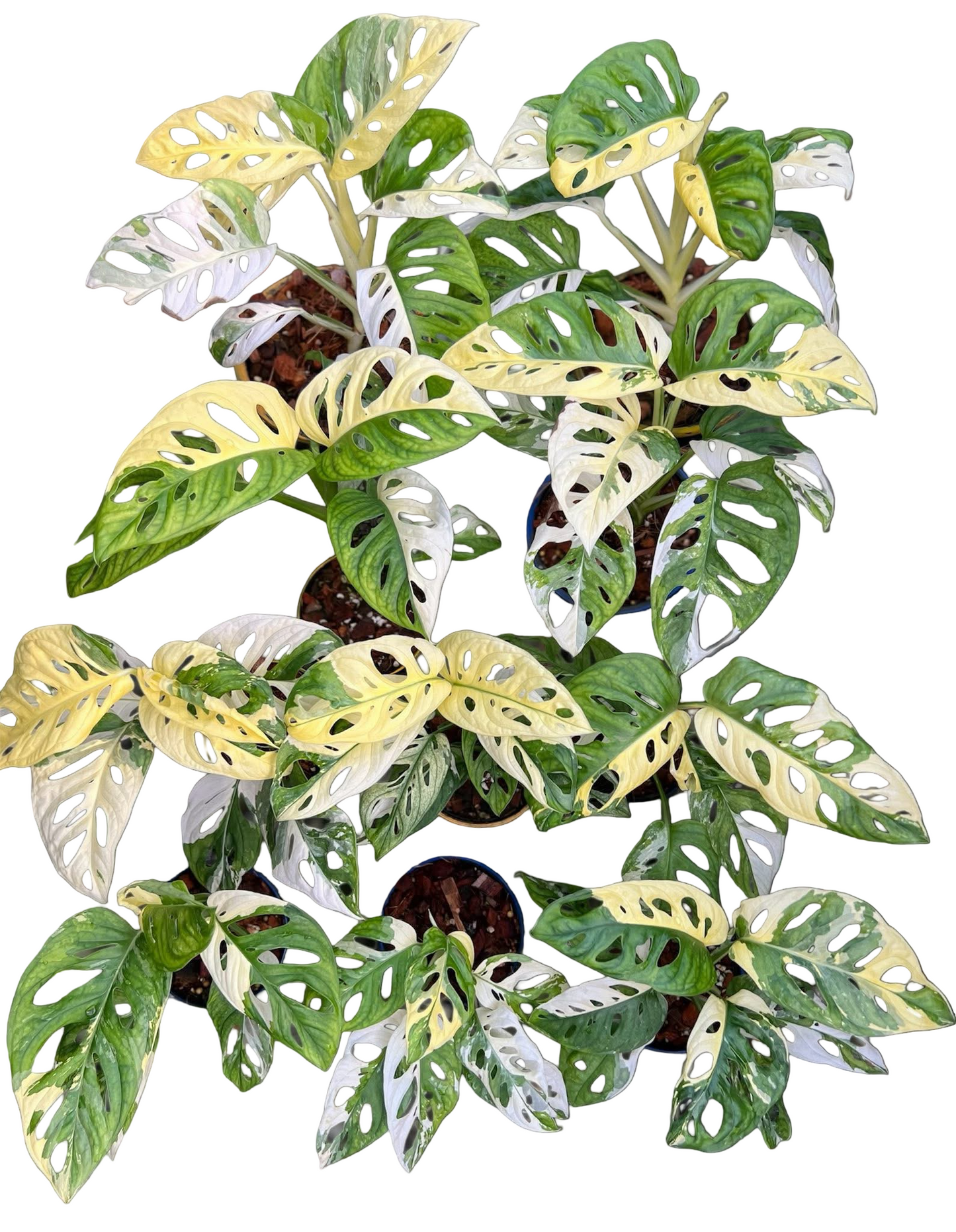Monstera adansonii ‘Albo Variegated’ – Set of 10 Plants