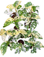 Monstera adansonii ‘Albo Variegated’ – Set of 10 Plants