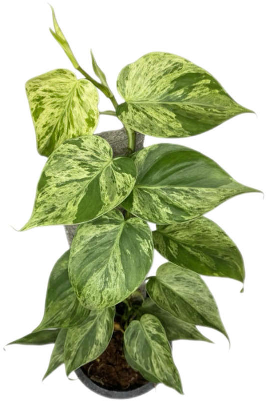 Philodendron Hederaceum “Heartleaf” Variegated Set of 10 plants