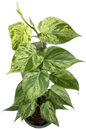 Philodendron Hederaceum “Heartleaf” Variegated Set of 10 plants