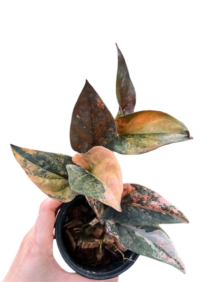 Syngonium Red Arrow Variegated