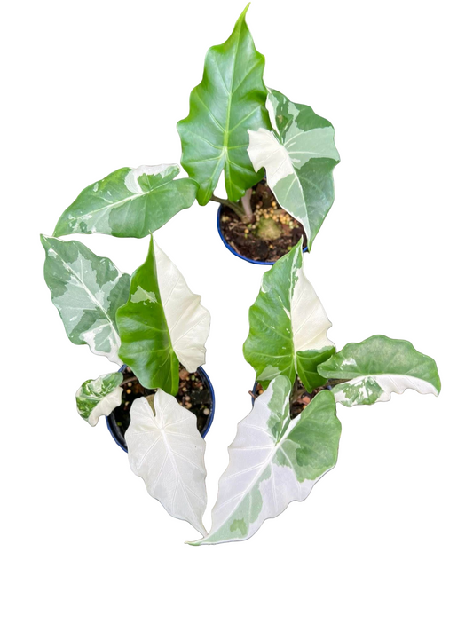 Alocasia “Low Rider” Albo Variegated Set of 10 Plants