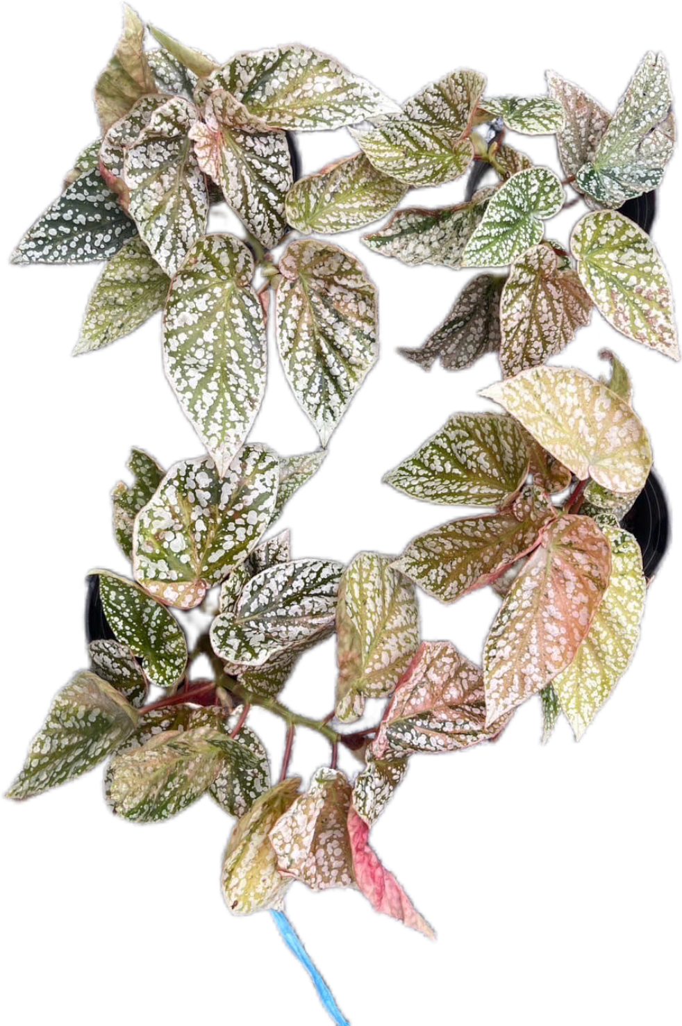 Begonia “Snow Capped” Variegated