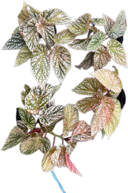 Begonia “Snow Capped” Variegated