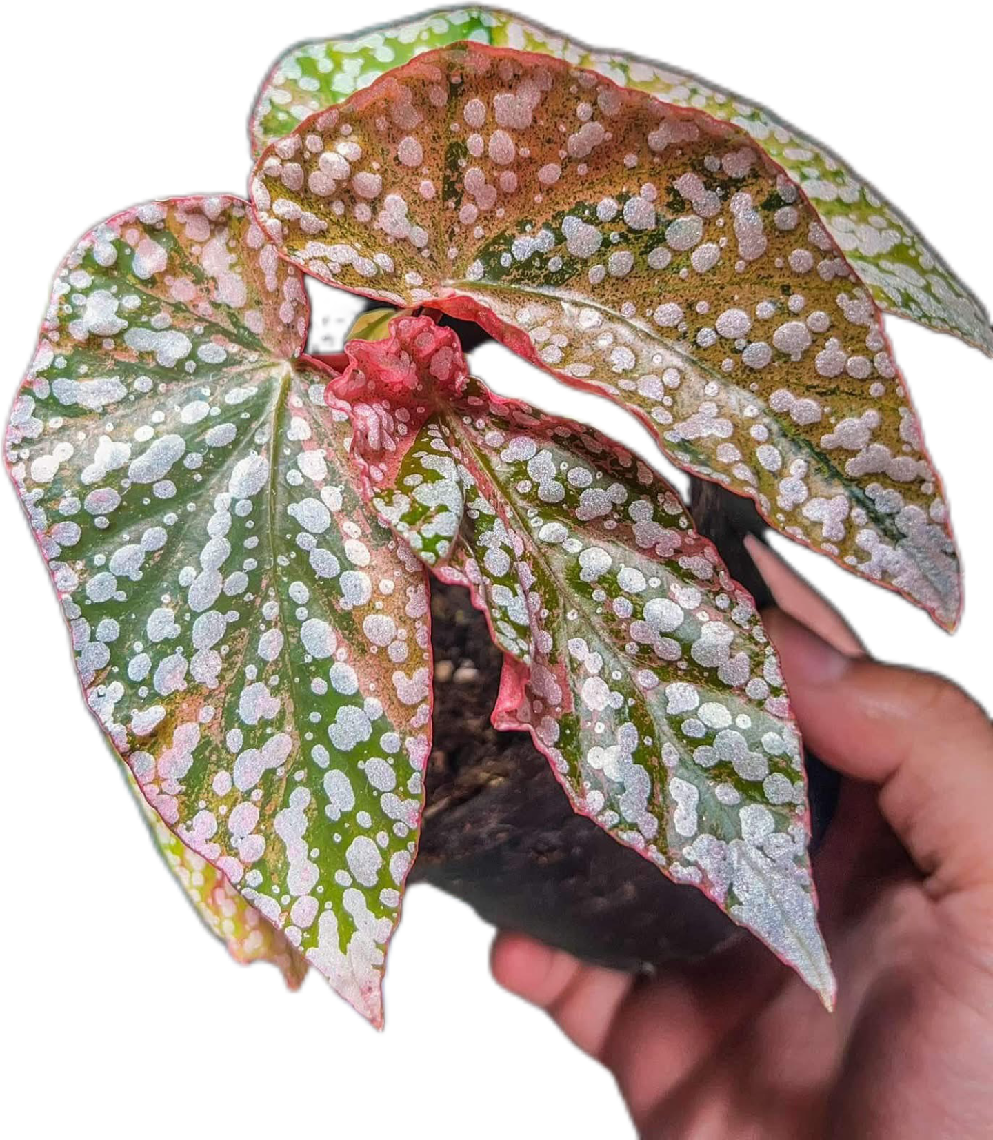 Begonia “Snow Capped” Variegated