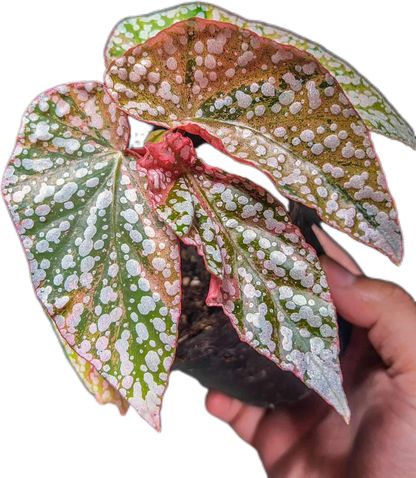 Begonia “Snow Capped” Variegated