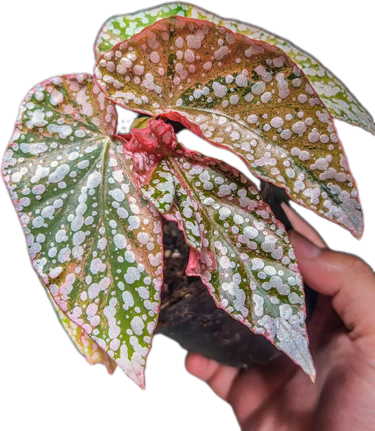 Begonia “Snow Capped” Variegated