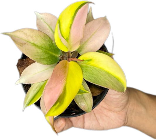 Philodendron Cherry Red Mint (Yellow Mutation)