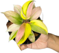 Philodendron Cherry Red Mint (Yellow Mutation)