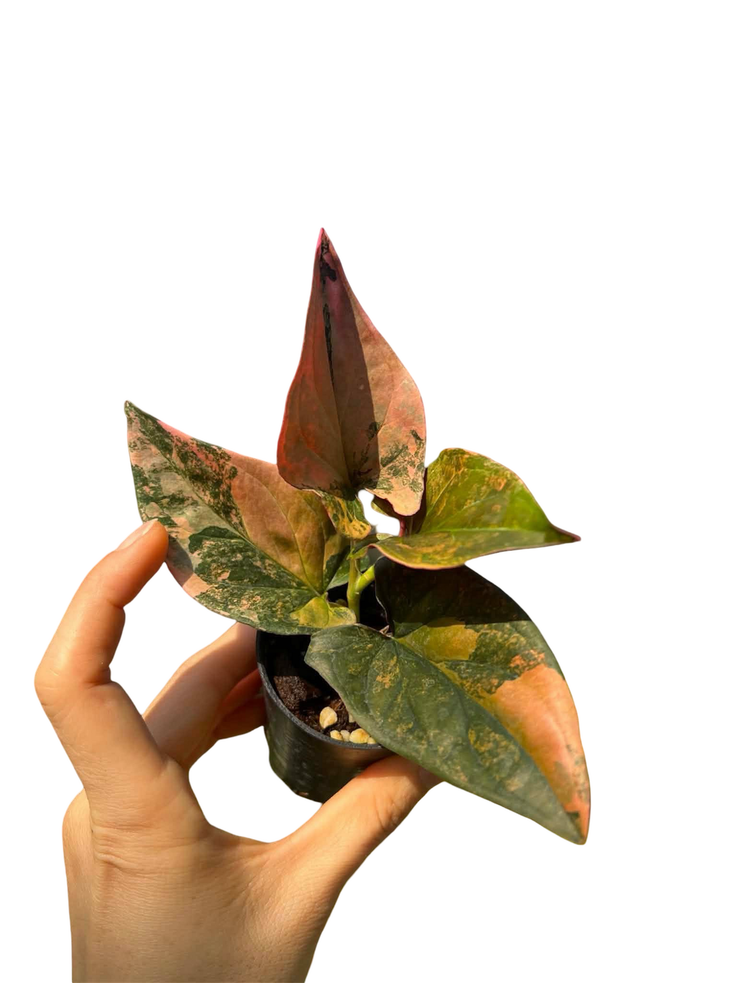 Syngonium Red Arrow Variegated
