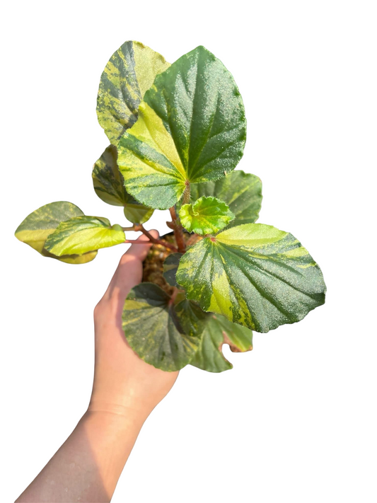 Begonia cucullata Aurea Variegated – Set of 10 Plants