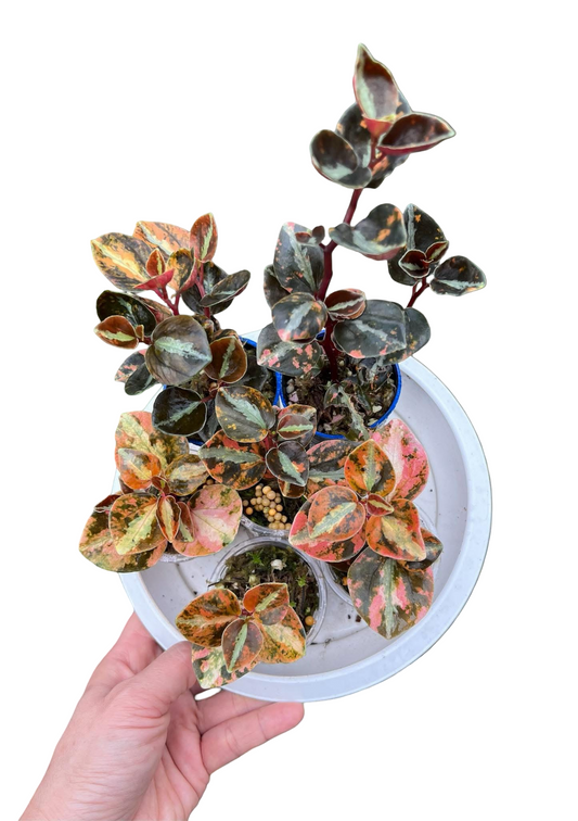 Peperomia Metallic Orange – Wholesale Set of 5 Plants