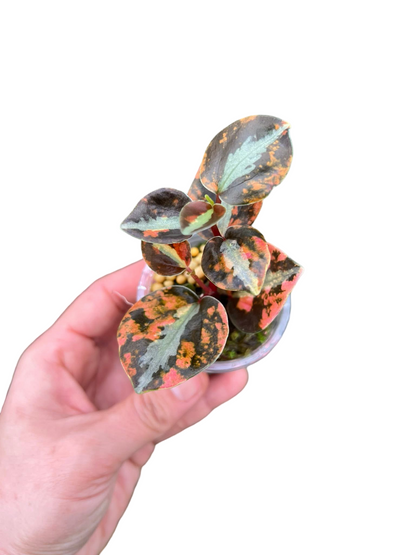 Peperomia Metallic Orange – Wholesale Set of 5 Plants