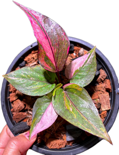 Anthurium Renaissance Variegated (small)