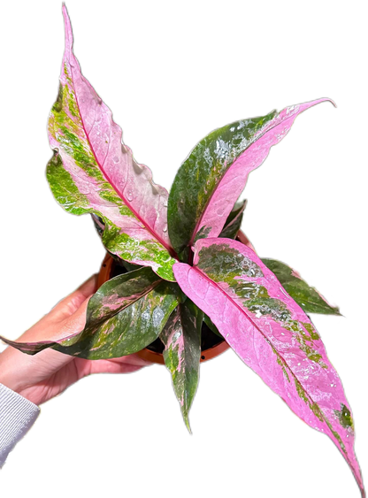 Anthurium Renaissance Variegated (small)