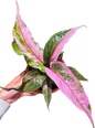 Anthurium Renaissance Variegated (small)